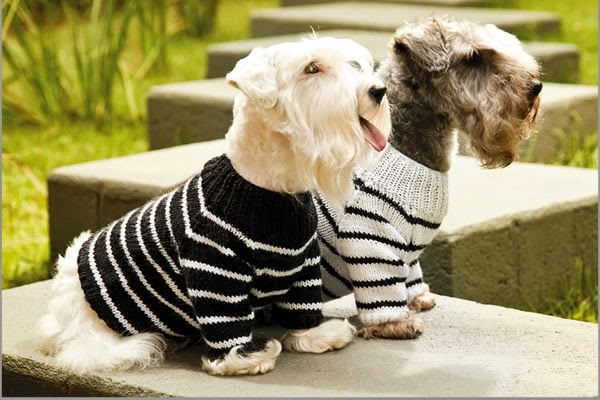 Os pets devem usar roupa durante o inverno?