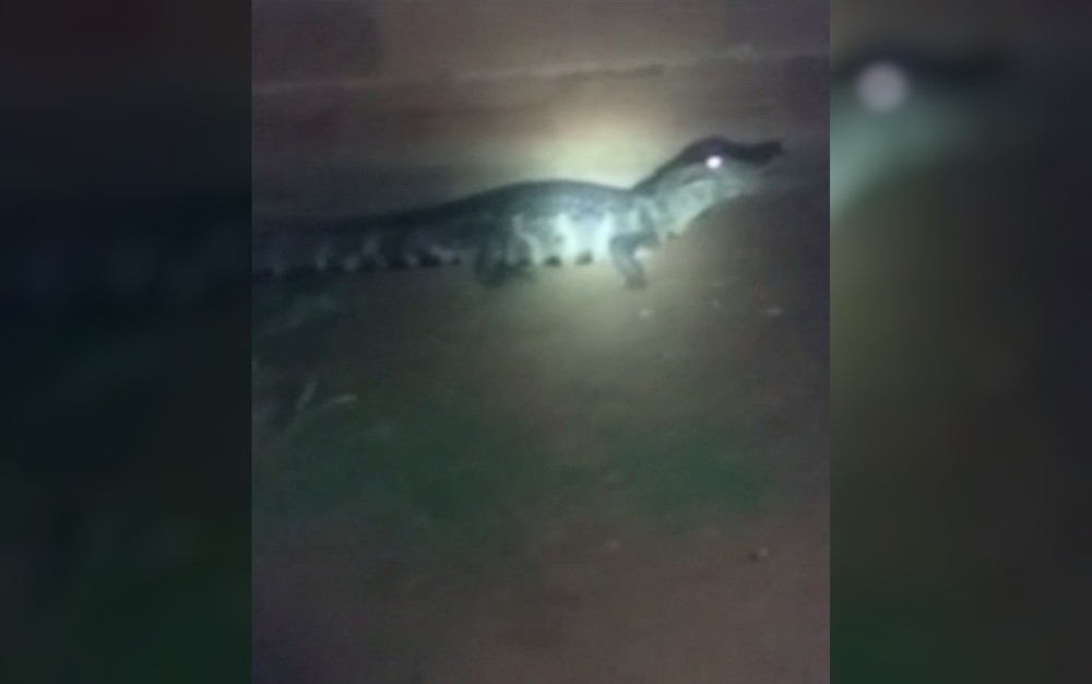 Jacaré é encontrado no quintal de casa, em Itumbiara