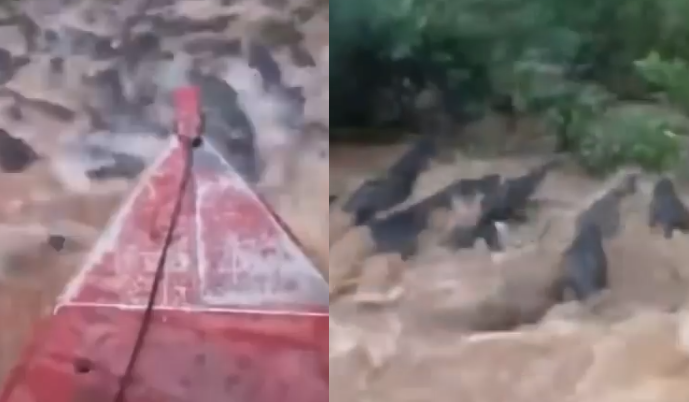 Homem viraliza na internet ao atravessar rio repleto de jacarés; assista