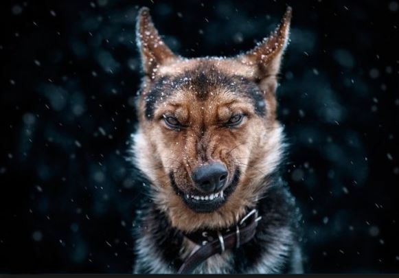 Quem tem medo do lobo mau?