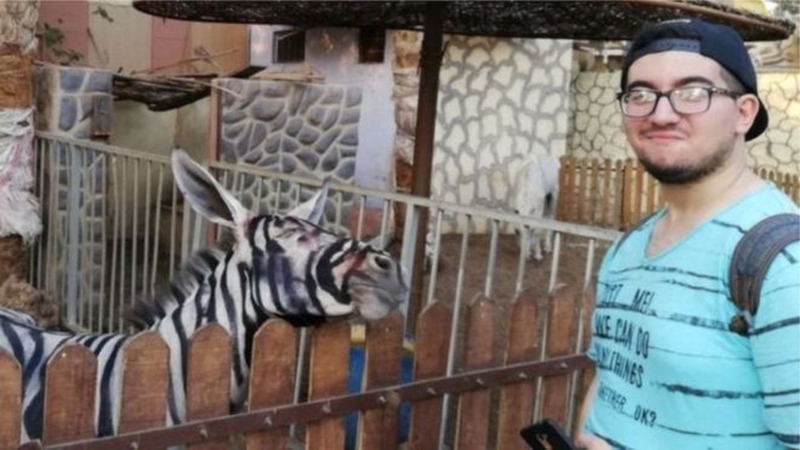 Zoológico é acusado de pintar burro para parecer zebra