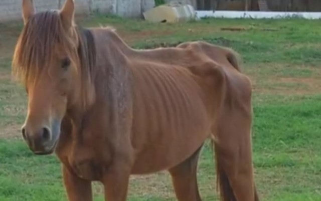 Haras é investigado após vídeo mostrar cavalos muito magros em Senador Canedo