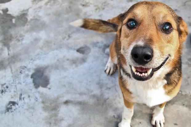 Shopping de Aparecida de Goiânia realiza feira de adoção de animais