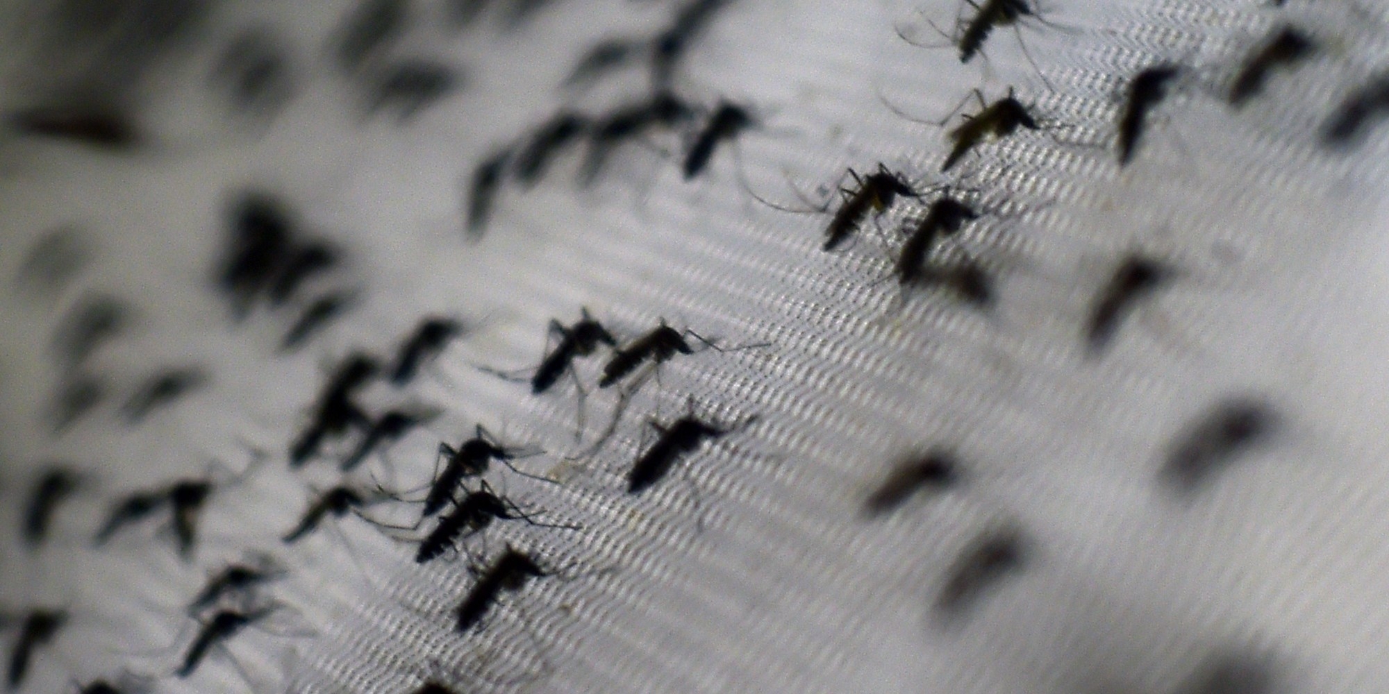 Venezuela confirma três mortes ligadas ao zika