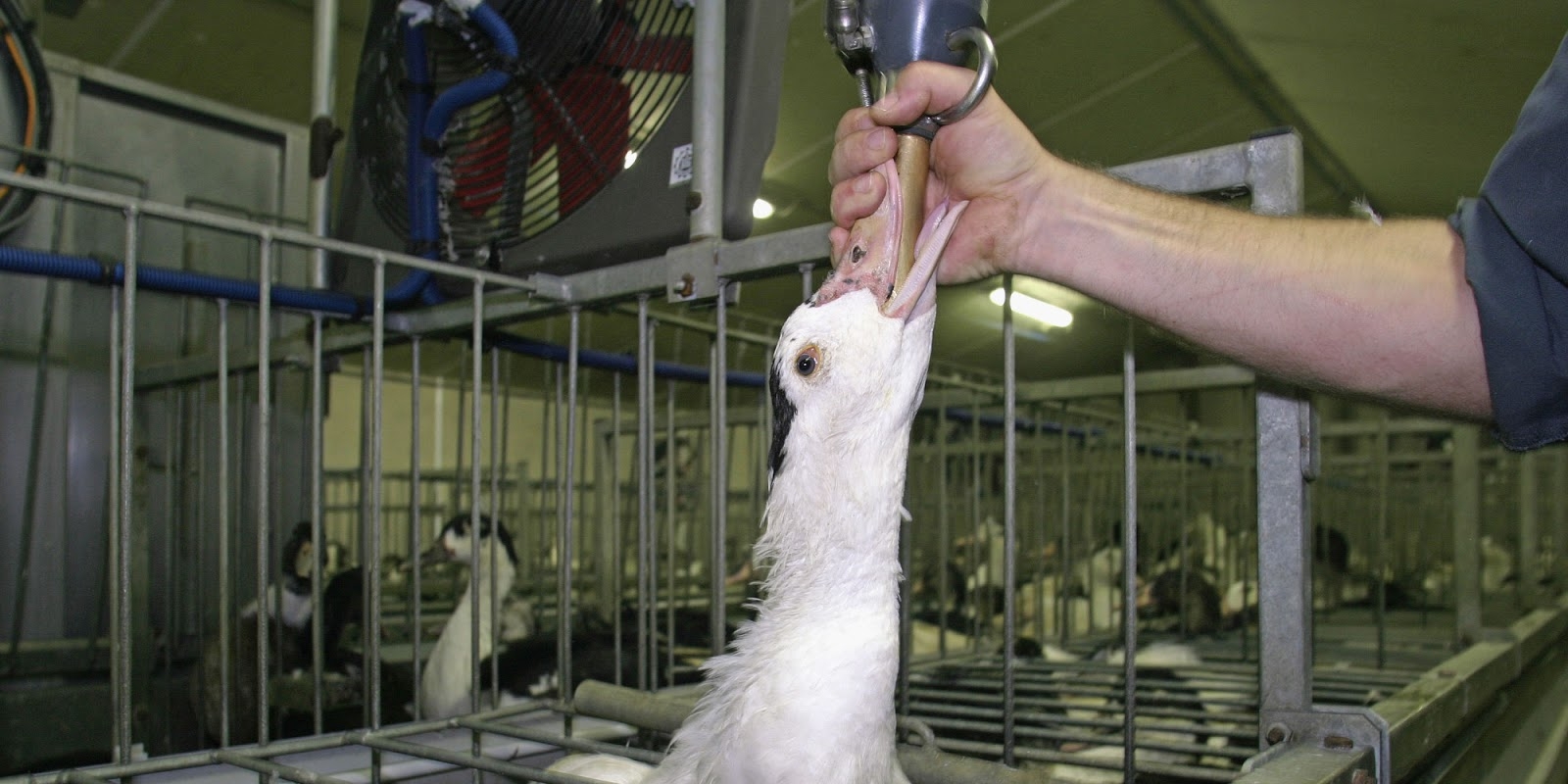 Maus tratos e crueldade contra aves