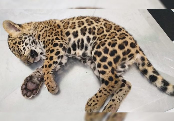Filhote de onça-pintada é resgatado em rodovia