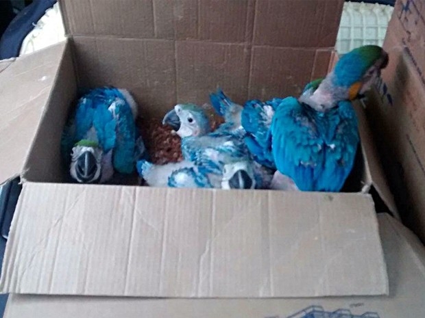 PF prende quadrilha responsável por tráfico de aves