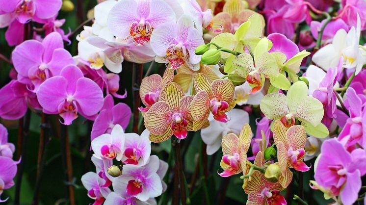Festival de Orquídeas ocorre até o dia 23 de setembro em Goiânia