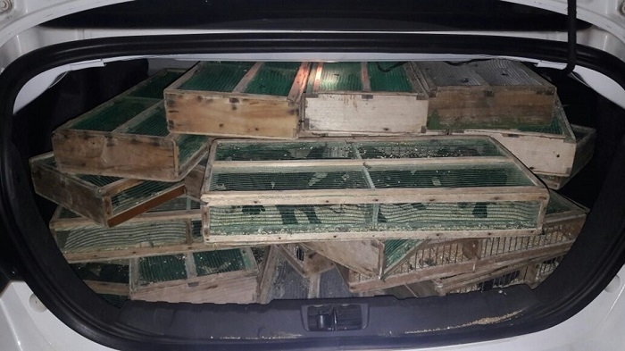 Polícia apreende 450 filhotes de pássaros sendo transportados de forma irregular
