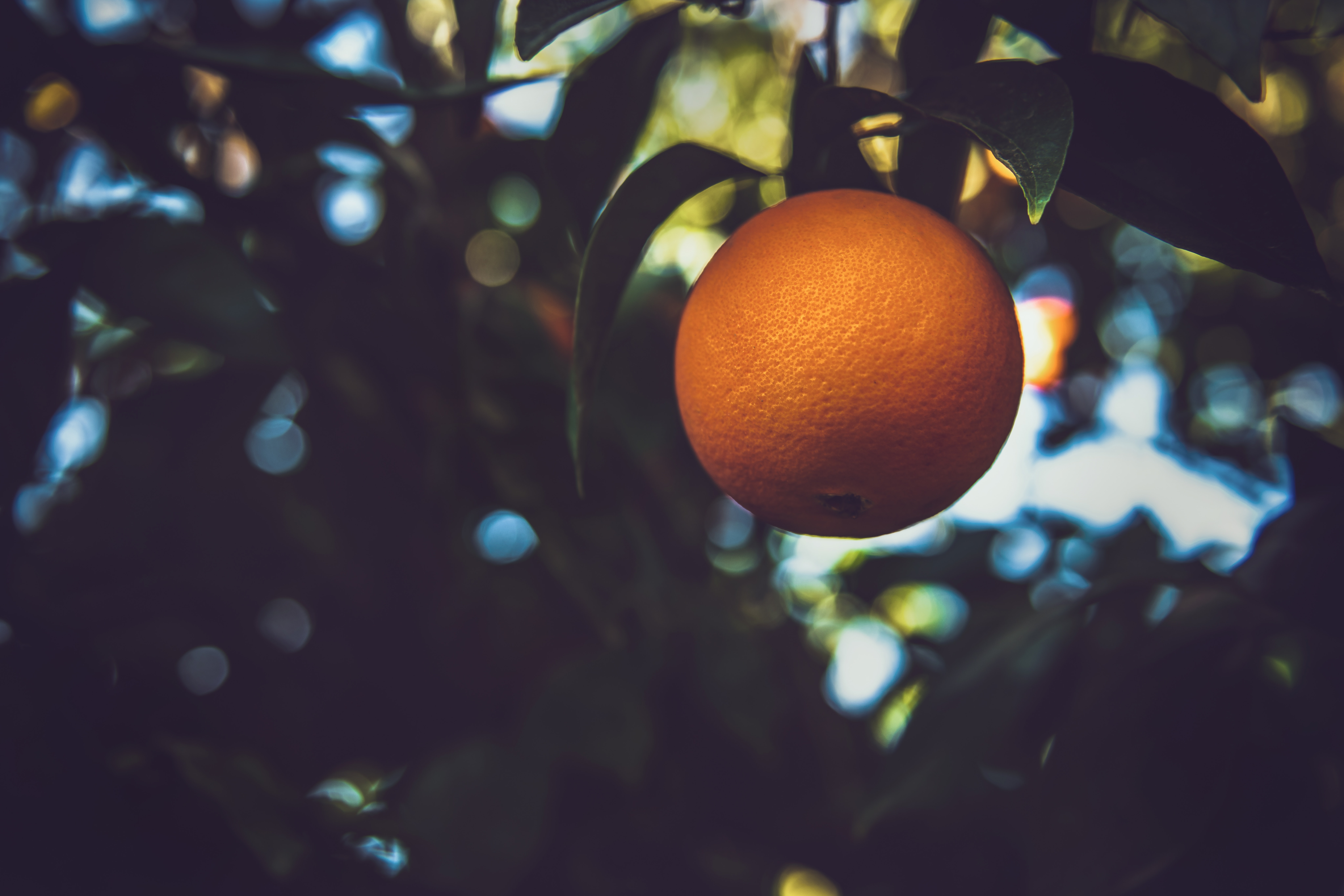 Em São Paulo, chuvas elevam a qualidade da laranja
