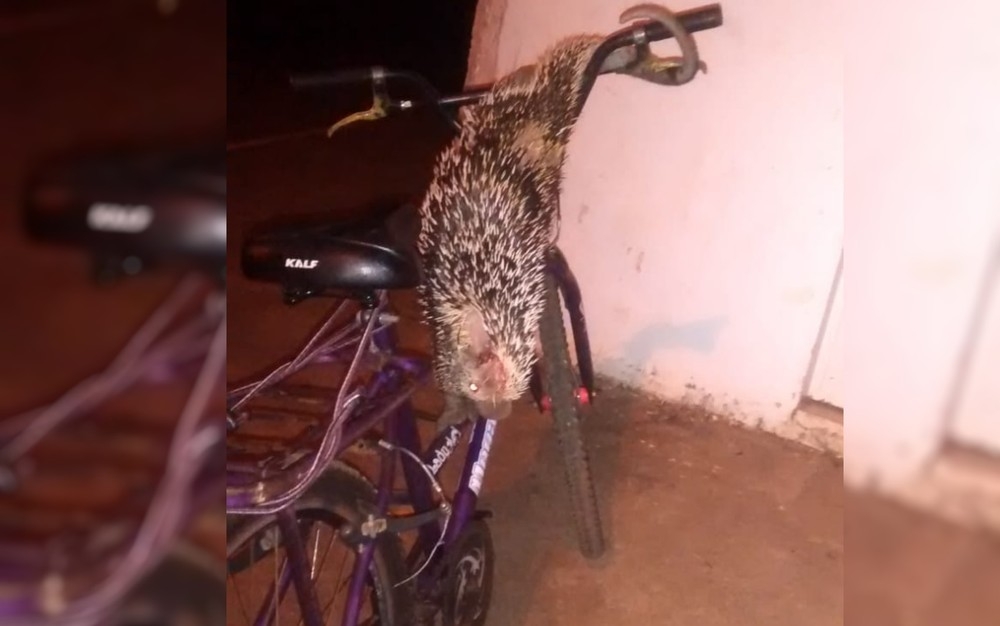 Porco espinho é encontrado sobre bicicleta em Trindade