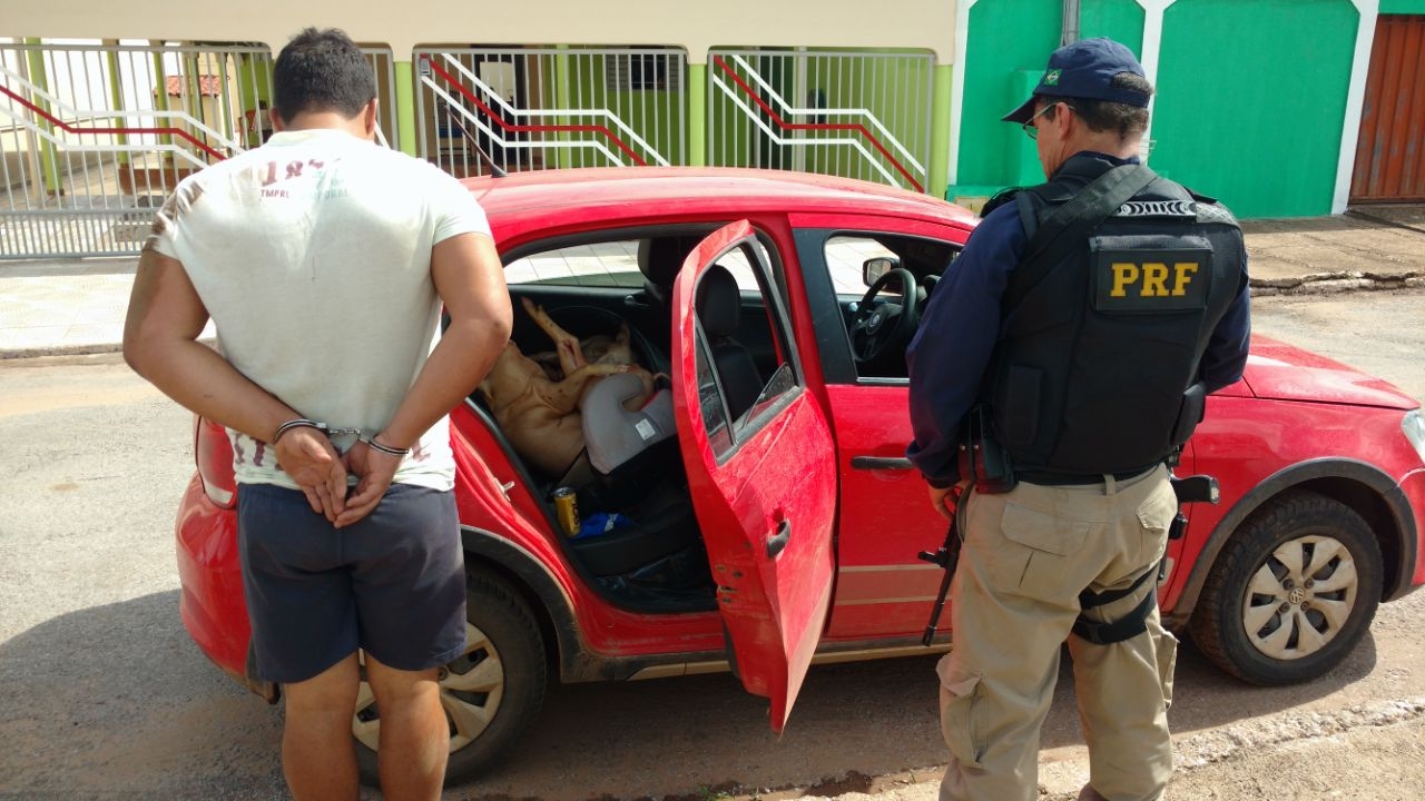 Motorista embriagado é preso transportando porco em cadeirinha de bebê