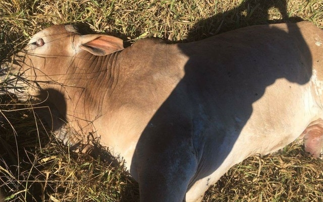 Agrodefesa confirma casos de raiva animal em Palmeiras de Goiás