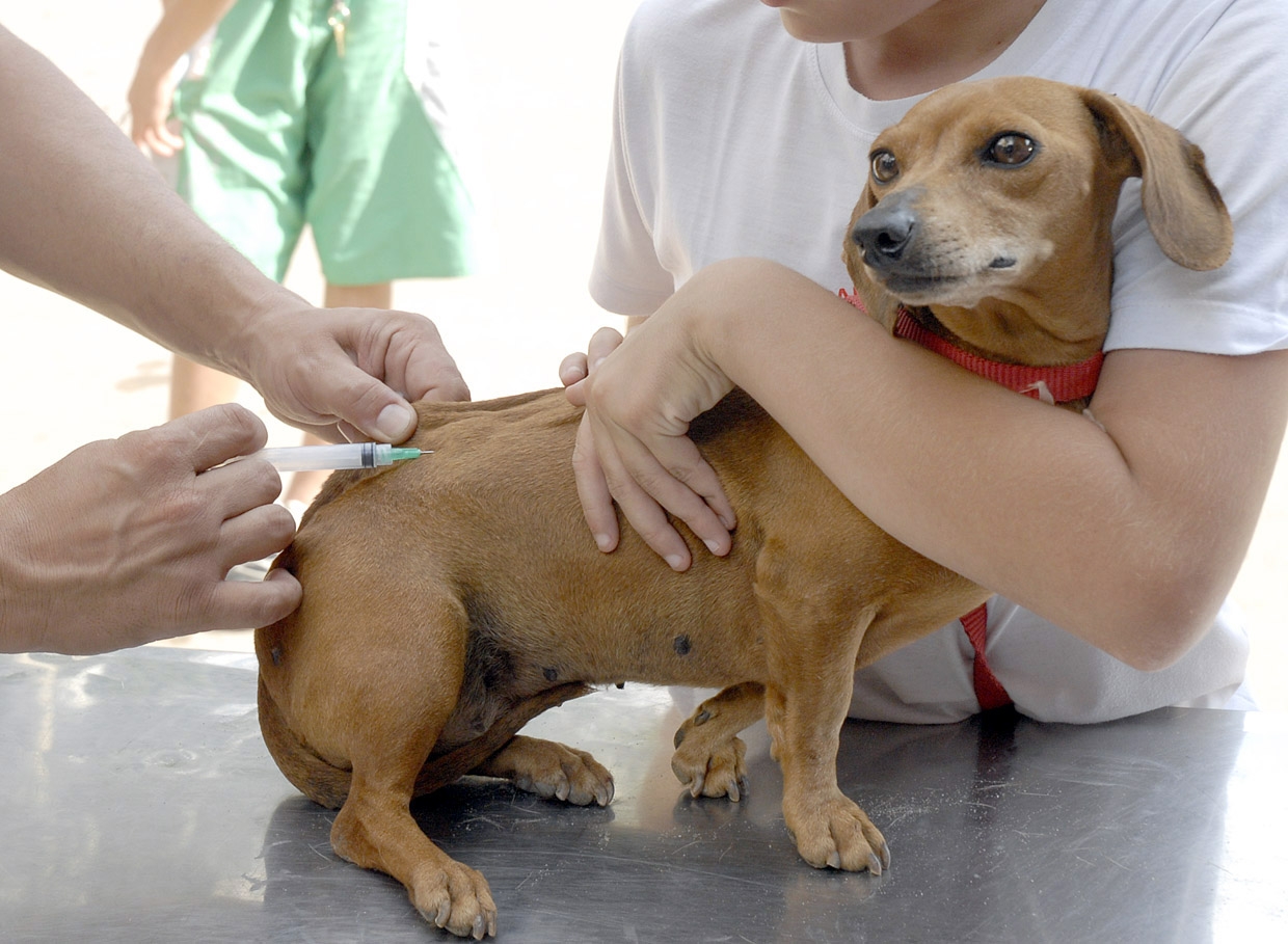 392 postos participam da Campanha de Vacinação contra a Raiva neste sábado
