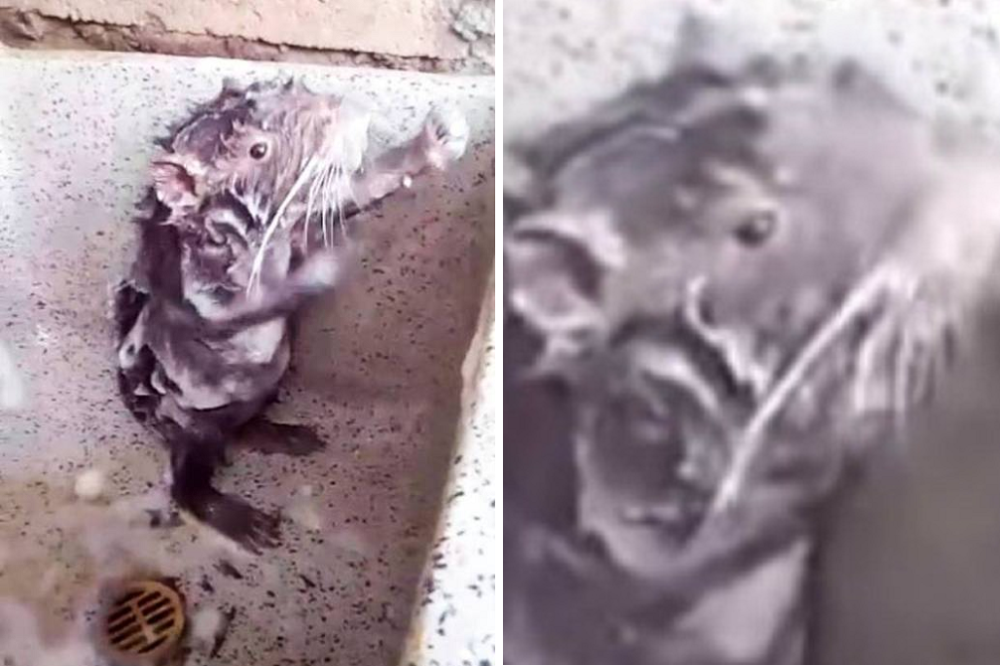 Vídeo de rato ‘tomando banho’ surpreende internautas e viraliza. Assista!