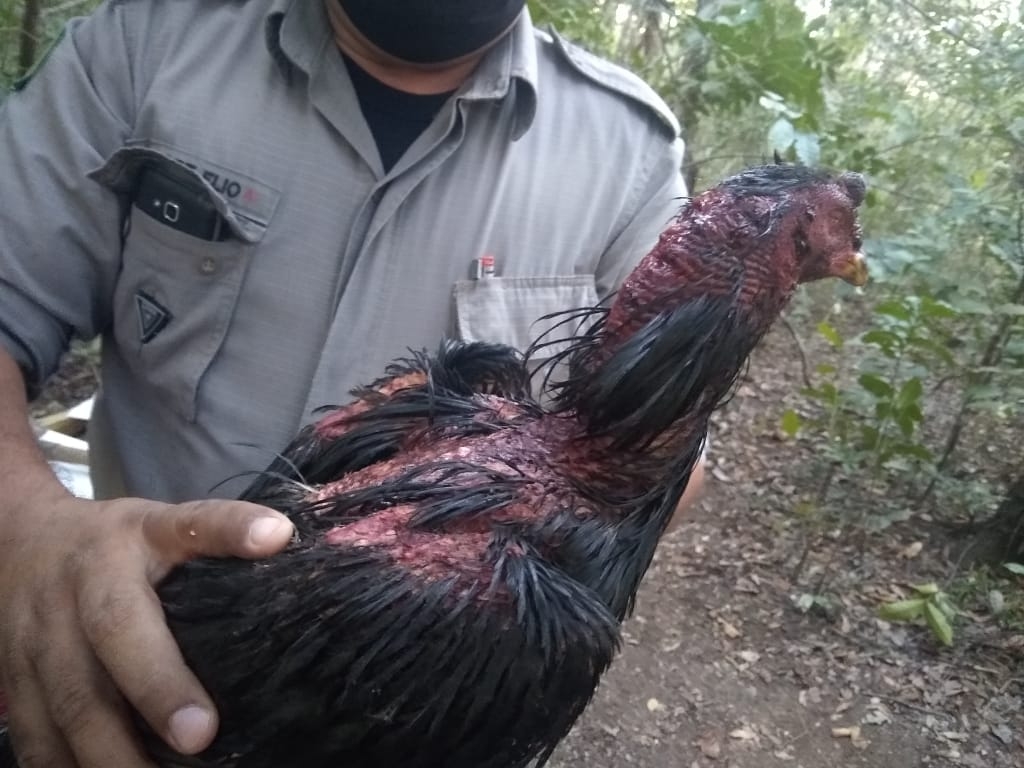 Polícia desarticula rinha de galo em Porangatu