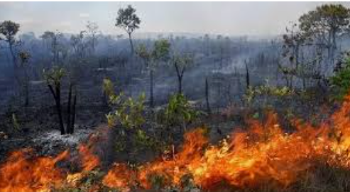 Queimadas no Pantanal batem recorde em décadas