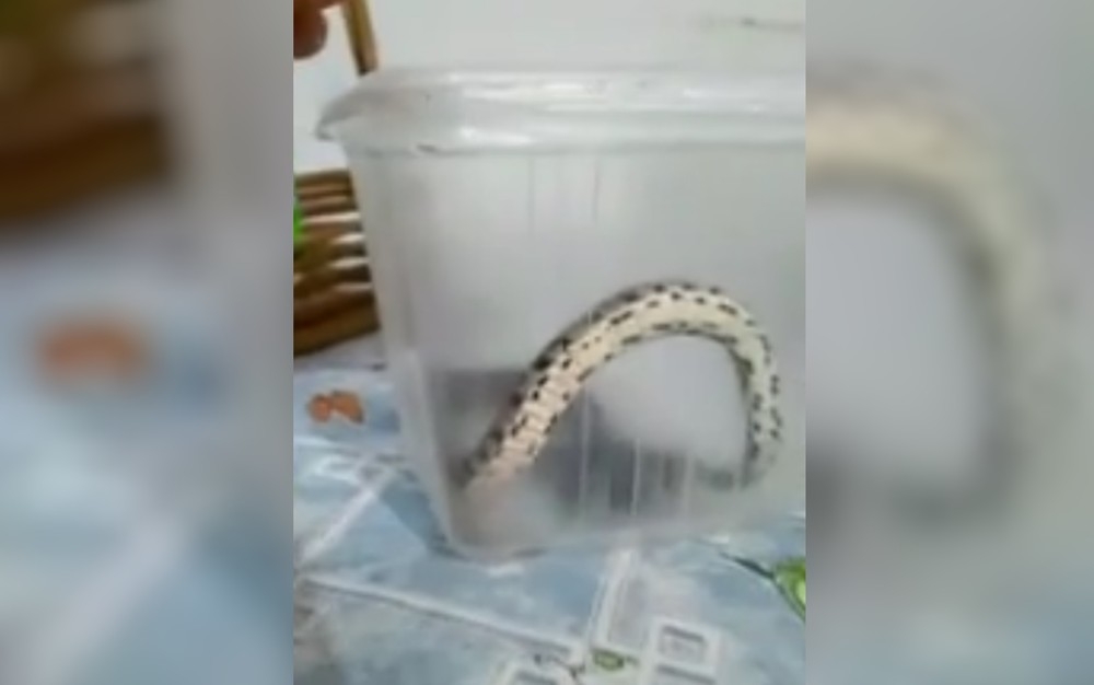 Homem encontra cobra dentro de casa em Inhumas