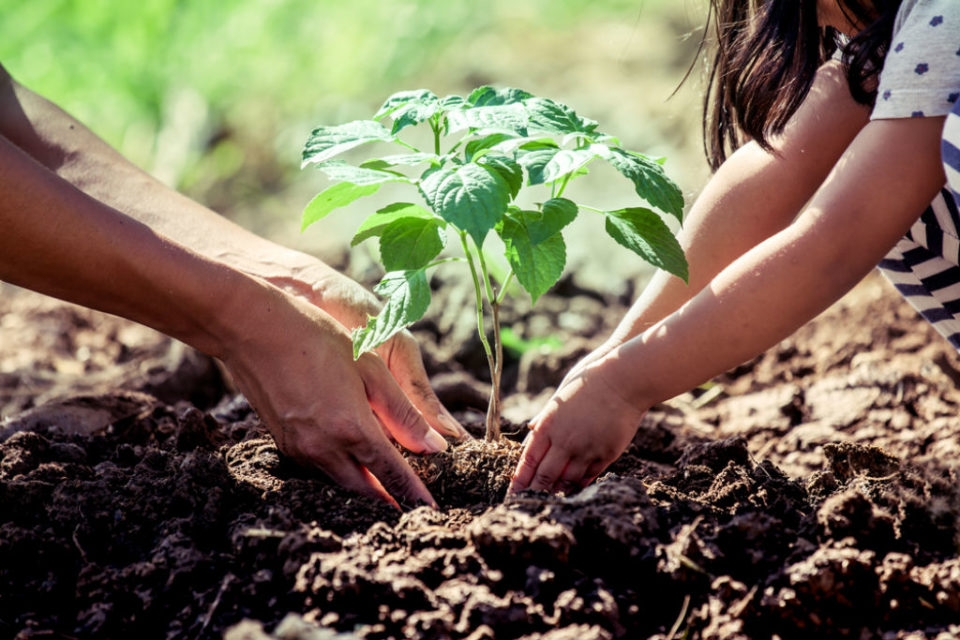 Projeto de lei obriga construtoras a plantarem árvores para cada unidade habitacional construída em Goiânia