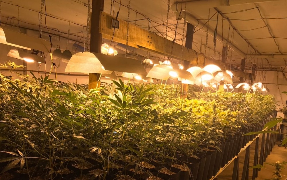 PM encontra plantação de skank em estufa climatizada