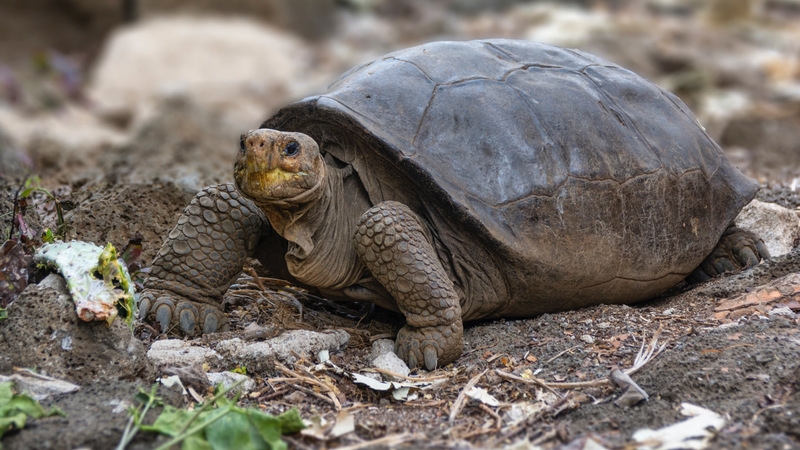 Tartaruga de espécie considerada extinta há um século é encontrada nas Galápagos