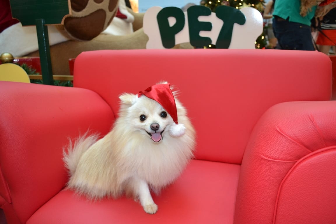 Animais de estimação podem tirar fotos com o Papai Noel em Shopping de Goiânia