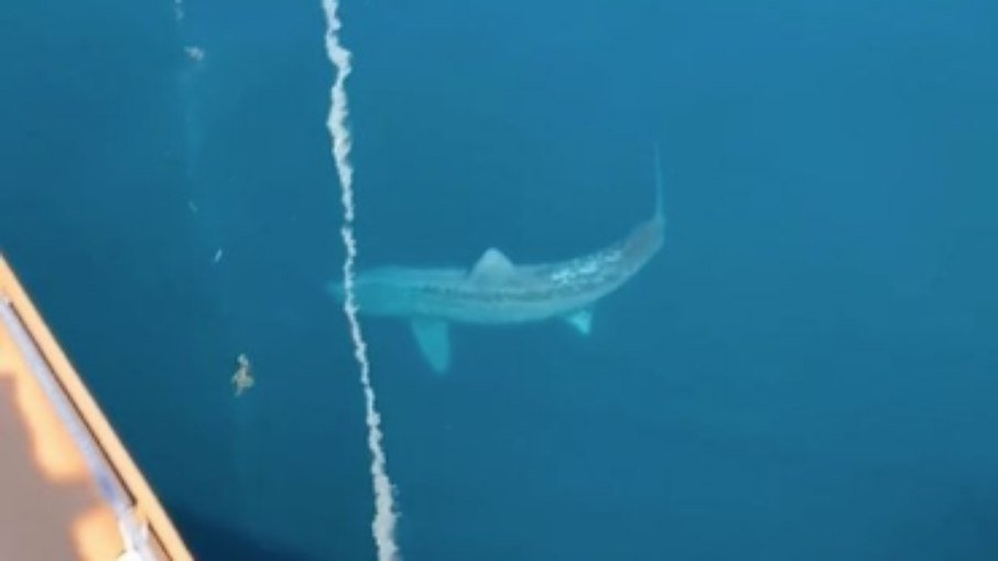 Tubarão gigante aparece no oceano Atlântico e assusta turistas