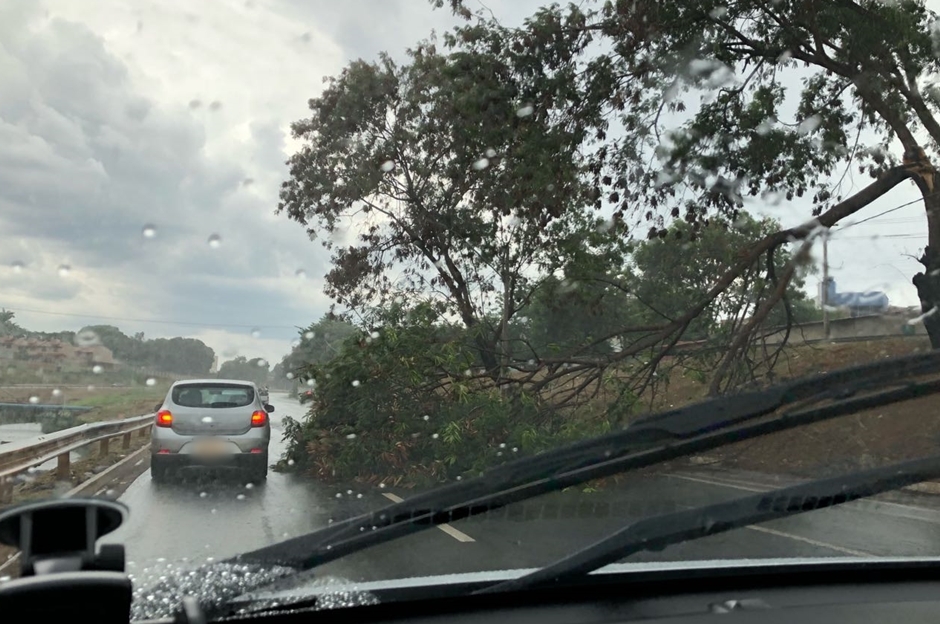 Chuva causa queda de árvores e complicações no trânsito da capital