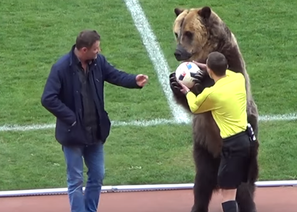 Urso entrega bola para juiz em partida de futebol e viraliza na Internet. Veja o vídeo:
