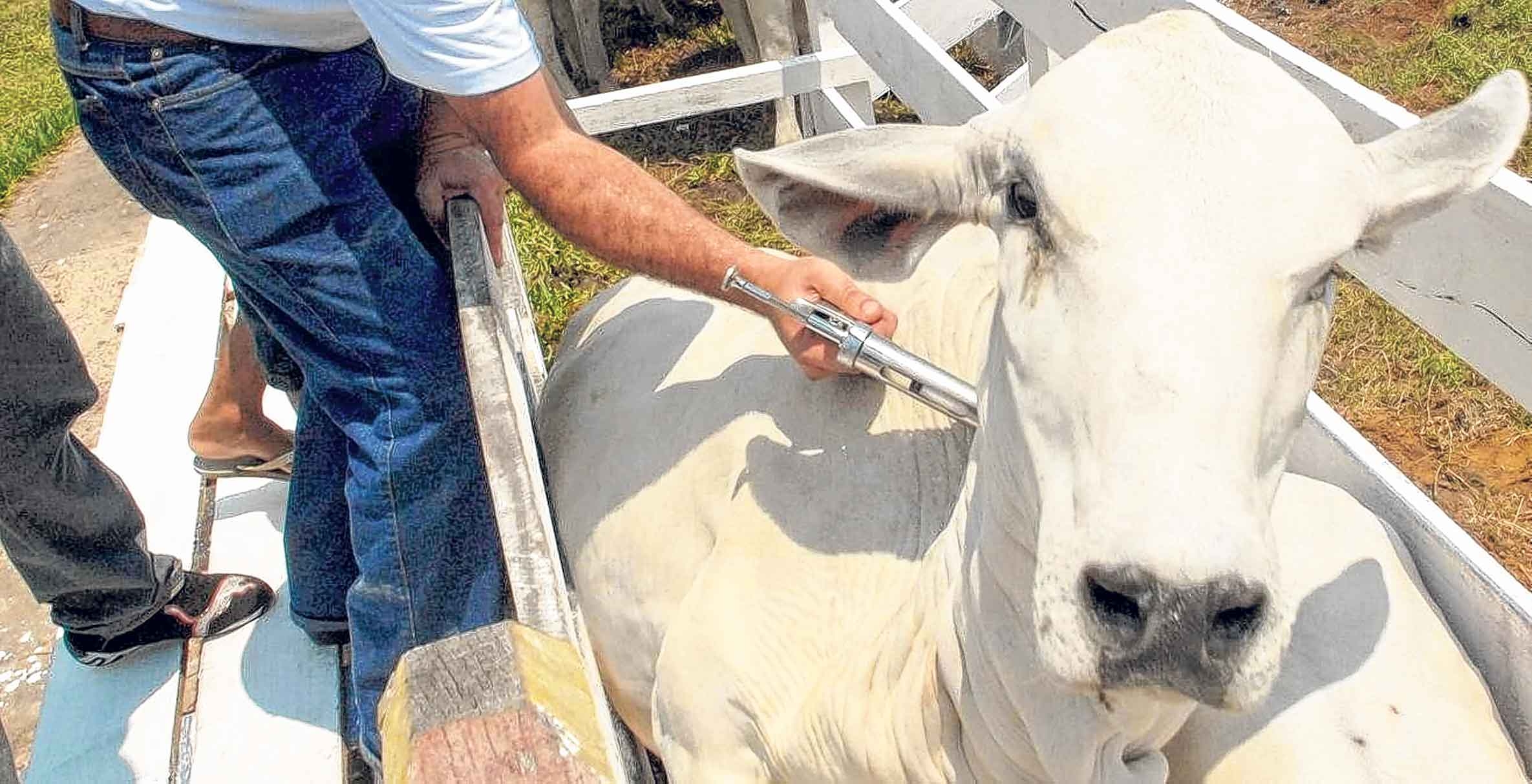 Goiás apoia ação preventiva contra vaca louca