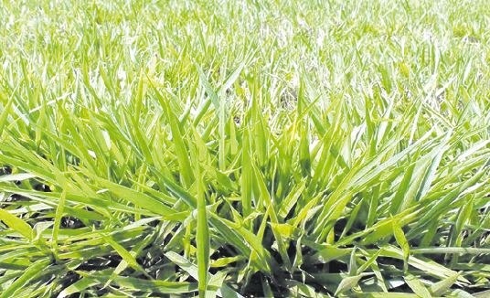 Pesquisa desenvolve braquiária híbrida resistente a cigarrinha