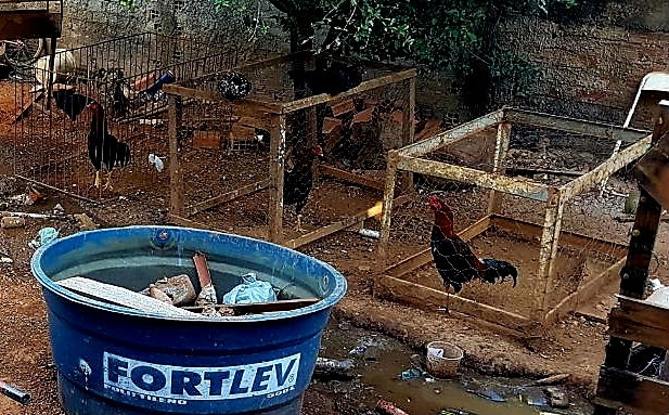 Polícia desmonta esquema de briga de galos e tráfico de drogas em Luziânia