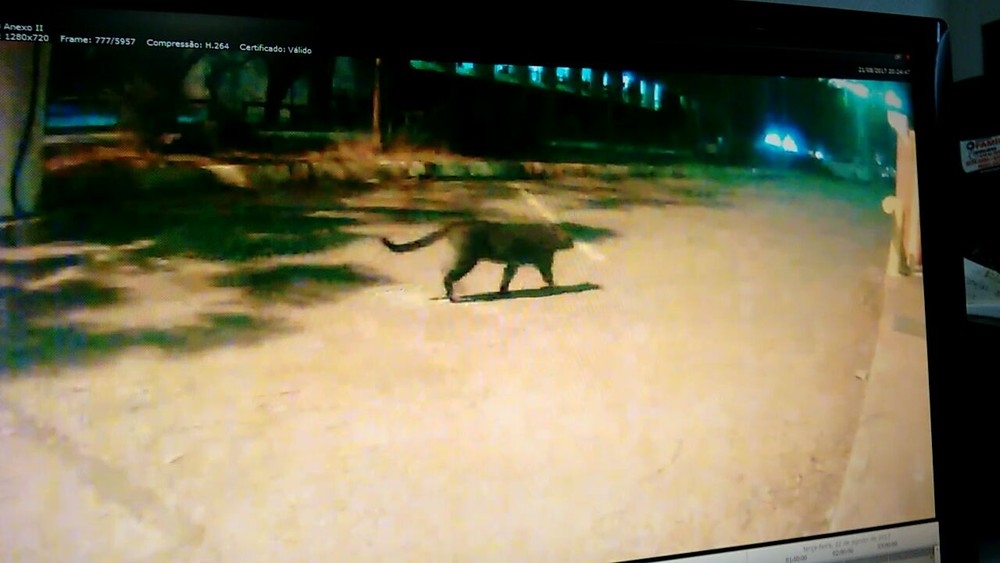 Vídeo mostra onça rondando o Palácio do Itamaraty