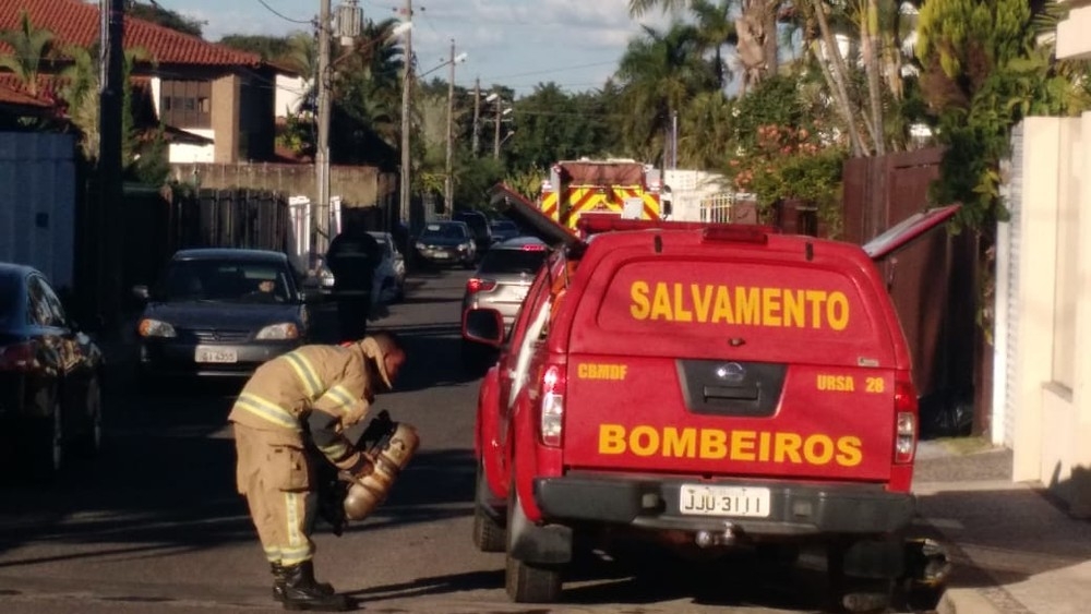 Ataque de abelhas mata 15 cachorros e deixa 30 feridos em Brasília
