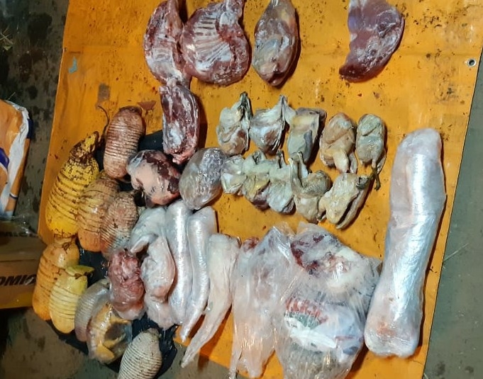 Casal é preso transportando animais silvestres abatidos