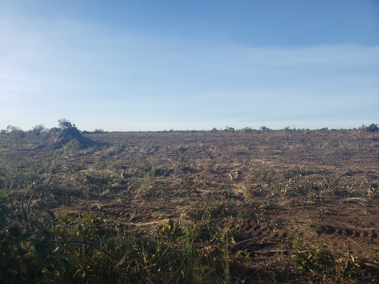 Empresa desmata áreas protegidas em Cavalcante para plantio de soja