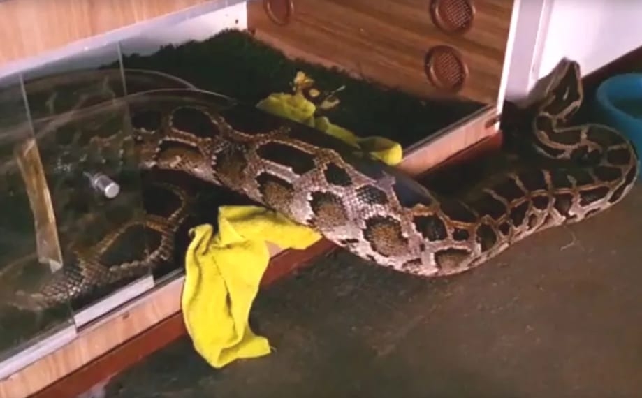 Cobra de mais de 8 metros foi capturada em Águas Lindas de Goiás