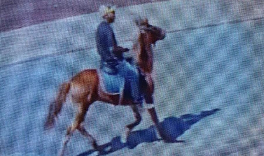 Suspeito rouba queijos e foge a cavalo em Luziânia