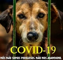 OAB faz campanha contra  o abandono de animais
