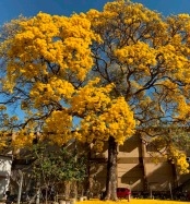 Ipê mais antigo da cidade será tombado