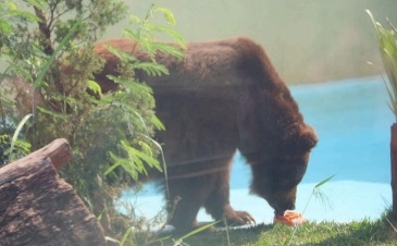 Animais do Zoo ganham picolés de frutas e carne
