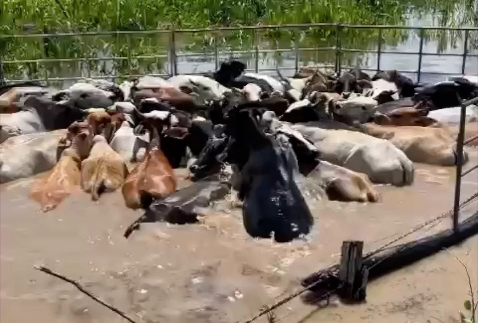 Moradores precisam arrastar gado preso em alagamento