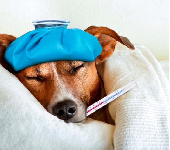 5 doenças mais comuns nos pets