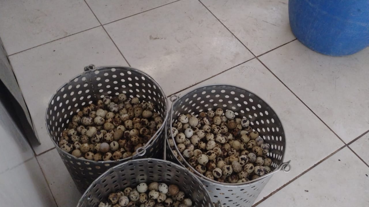 Comércio irregular de ovos de codorna é interditado, em Goiânia