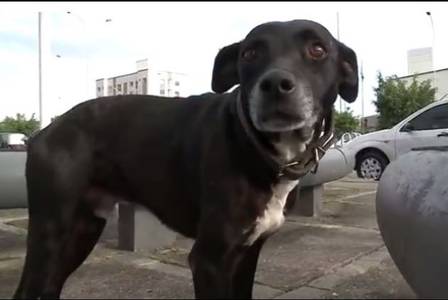 Cachorro que esperava dono há dois anos na porta do hospital morre atropelado