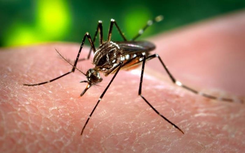 Mais um caso de microcefalia em Goiânia