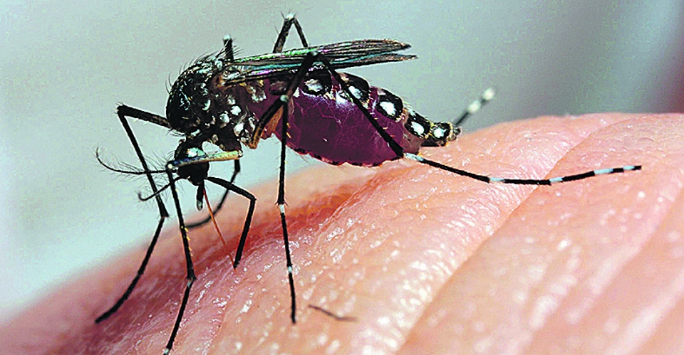 Primeiro caso de Zika vírus por transmissão sexual é registrado na França