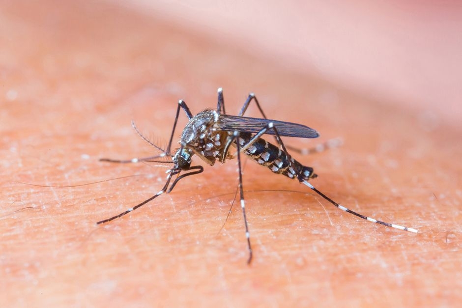 Fiocruz estuda contágio de zika através saliva e urina