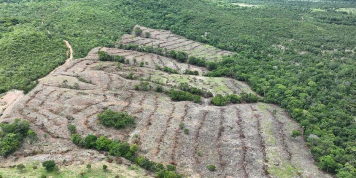 Goiás lidera redução do desmatamento no Brasil, aponta relatório RAD 2024