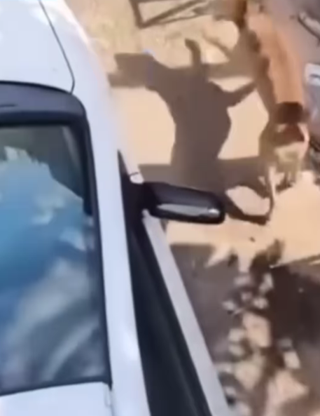 Ataque de pitbull em Goiânia reacende debate sobre responsabilidade de tutores